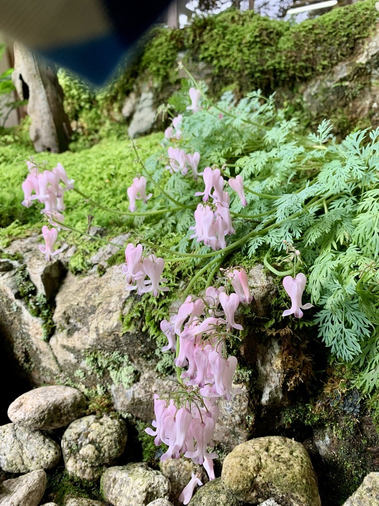 雅*谷様 山野草 礼文アツモリソウ 黄花系 花芽1葉芽2 14-① 雅*谷様 山